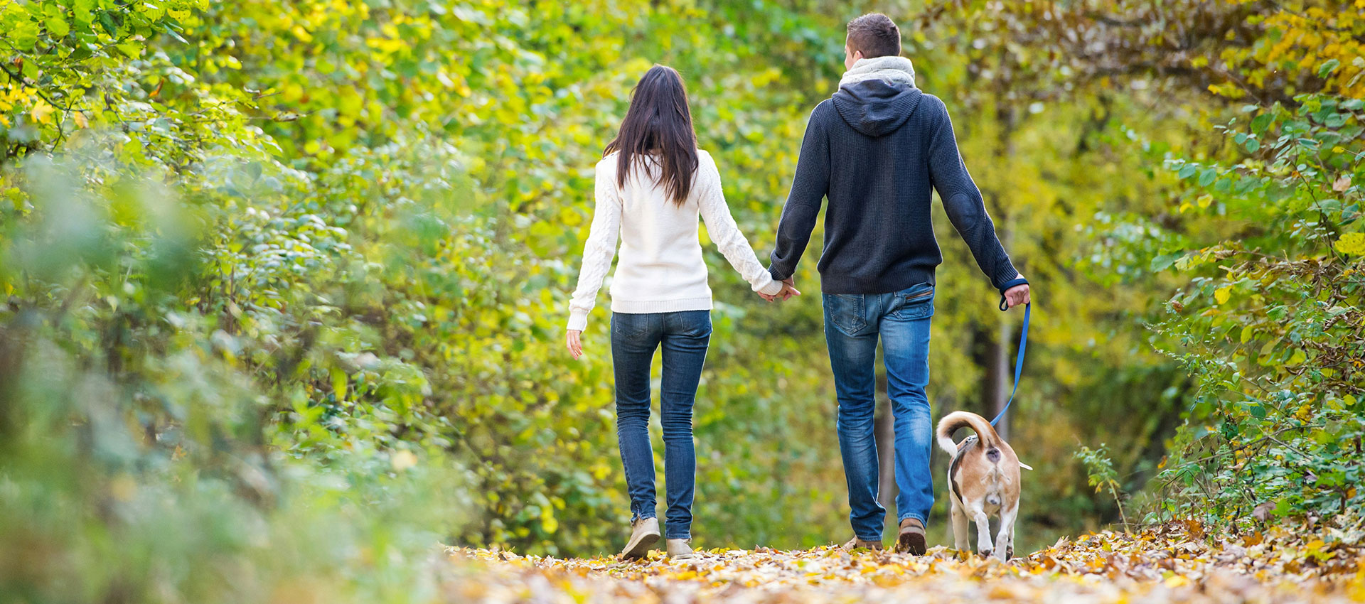 The back of a man and woman holding hands while walking a dog in a park with lots of green trees around them and brown leaves on the floor.