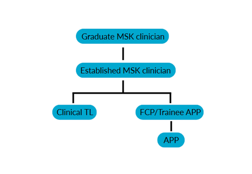 Flowchart showing career progression. Top: "Graduate MSK clinician," leading to "Established MSK clinician." Branches to "Clinical TL" and "FCP/Trainee APP," with "APP" beneath "FCP/Trainee APP."